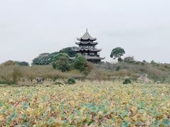 -上海海湾国家森林公园