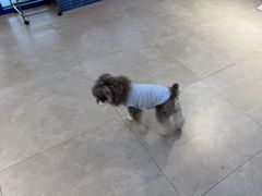 -伟伟宠物医院·CT影像中心·瑞派犬猫综合性门诊(汉口总院)