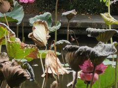 -燕晗山郊野公园