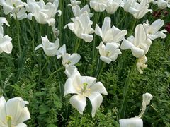 -北京植物园-展览温室