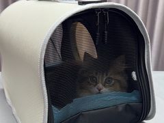 -宠物星动物医院·眼科·异宠·猫科(江南大道总院)