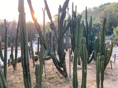 -深圳仙湖植物园