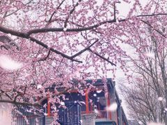 -北京师范大学附属中学