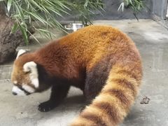 -武汉动物园