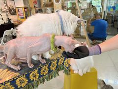 -平行世界·猫咖(首经贸店)