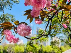 -新虹桥中心花园