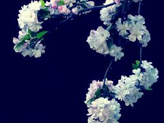 -海棠花溪(元大都城垣遗址公园)