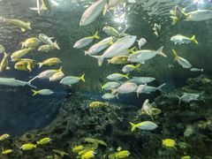 -上海海洋水族馆