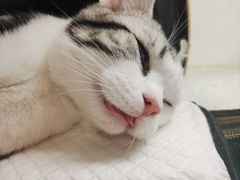 -纳吉亚猫专科动物诊疗中心(蒋宅口分院)