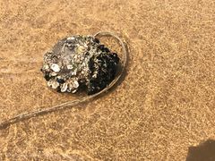 -青岛银沙滩温德姆至尊酒店
