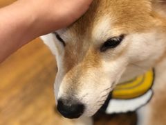 -柴务处·柴犬主题狗咖