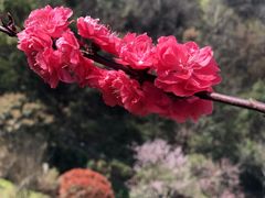 -桃花岭景区