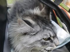 -宠爱国际动物医院·消化内科·心肾内科·ISFM猫友好(望京店)