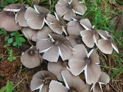 -菌之家·专业纯野生菌火锅·特色炒菌