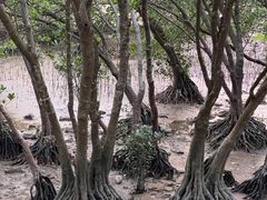 -宝安西湾红树林湿地公园