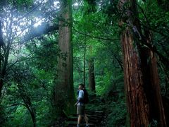 -天目山大树王景区