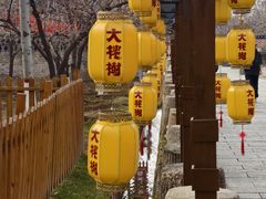 -大槐树寻根祭祖园