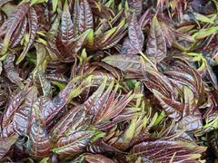 -华联商厦(火车站店)