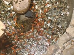 -龙源茶坊(白银路店)