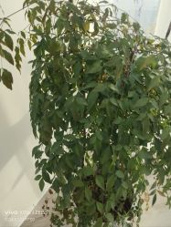 -HEYAN荷妍专业脱毛连锁机构