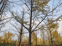-黄兴公园