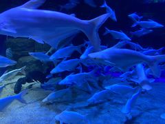 -成都浩海立方海洋公园