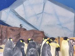 -海合安武汉极地海洋公园