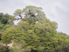 -佛掌沙丘