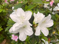 -中国科学院华南植物园