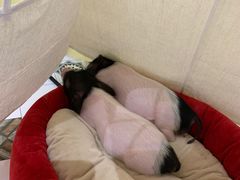 -RU DUCK柯尔鸭公社·撸鸭俱乐部·羊驼·小香猪