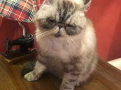 -猫色咖啡·猫咖