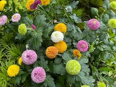 -上海共青森林公园