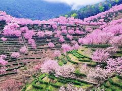 -灵光寺