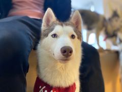 -Husky Go! 哈士奇体验馆·宠物咖啡厅狗咖