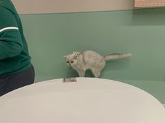 -怪兽屋·羊驼·猫咖·狗咖(俊华广场店)