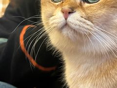 -MOCHA明星猫咖(田子坊店)