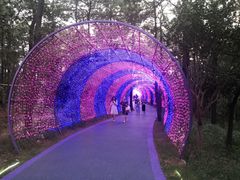 -大塘金香草谷