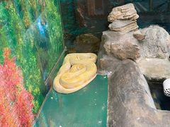 -上海大自然野生昆虫馆(东方明珠·爬宠昆虫探索中心)