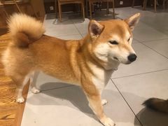 -柴务处·柴犬主题狗咖