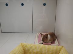 -1013 PET SHOP精品宠物商店(丁香店)