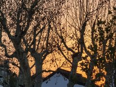 -百年老字号·观振兴蟹黄面·三虾面·苏式面(观前街富仁坊巷店)