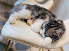 -飞行喵MR PILOT|猫舍·猫咖(静安大融城店)