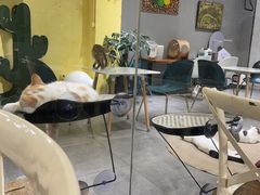 大堂-吉丁鸟咖·异宠·寄养