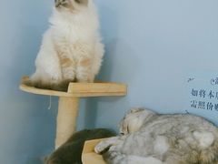 -喵的天空名猫咖啡馆·撸猫·猫舍·用品