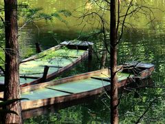 -深圳仙湖植物园