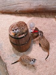 -Mr·Kuma酷么先生雪之乐园