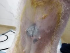 -伟伟宠物医院·CT影像中心·瑞派犬猫综合性门诊(汉口总院)