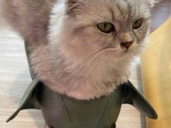 -藏猫猫咖啡主题馆(中央大道店)