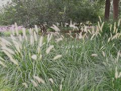 草-望湖公园