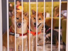 -百好乐宠物友好餐厅(朝外大街店)